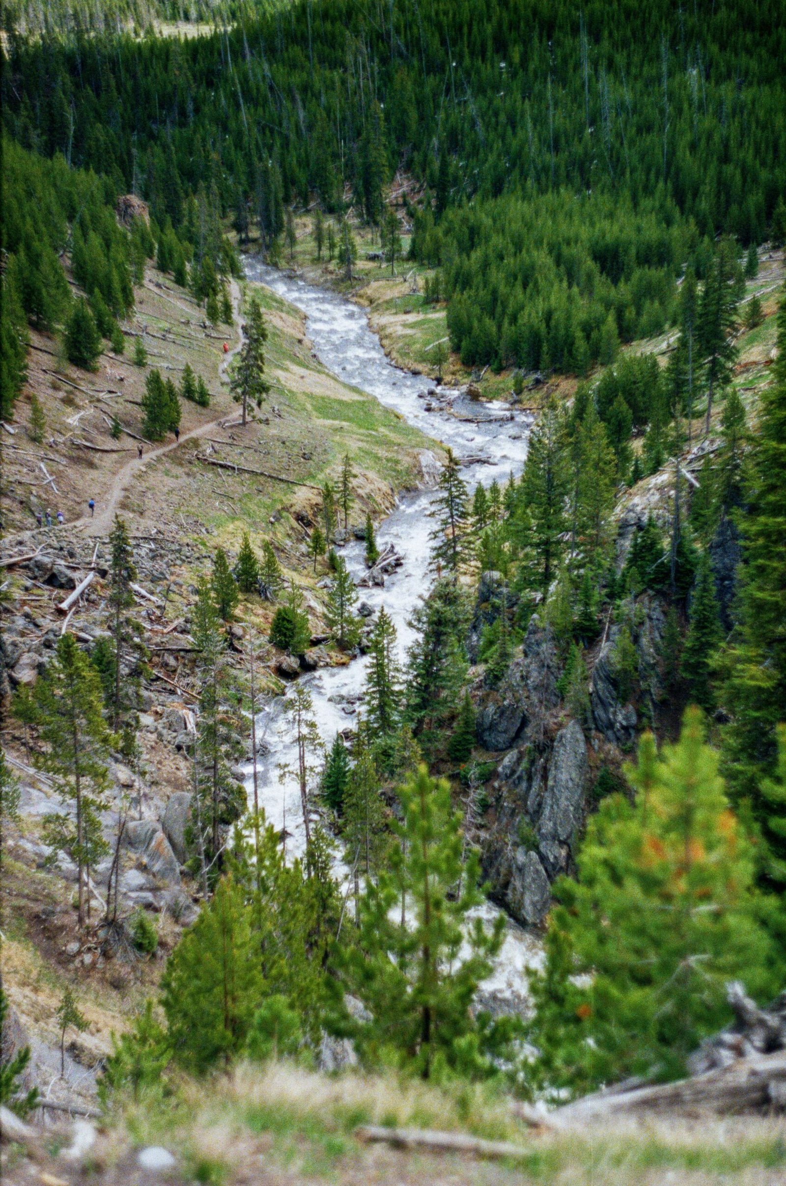 green pine trees on brown mountain